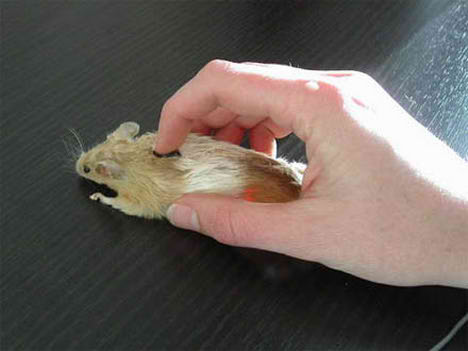 real_optical_logitech_mouse02.jpg