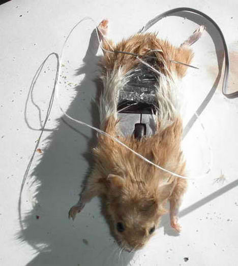 real_optical_logitech_mouse07.jpg