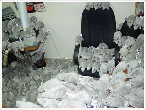 Funny Office PRANKS For Your Collegue » funny office PRANKS, Mice ...