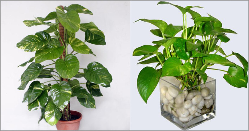 3 Best Indoor Plants That Purifies House Air Quality For Oxygen