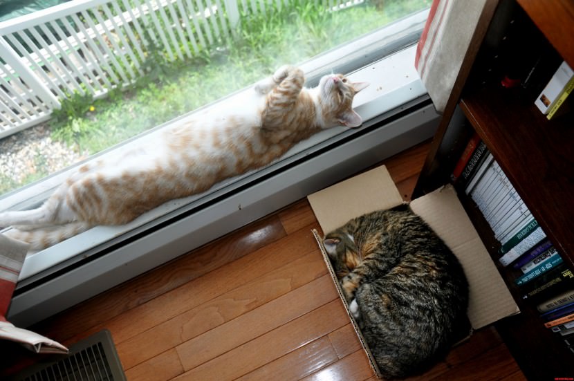 Sunshine And Olive Different Sleeping Styles cat
