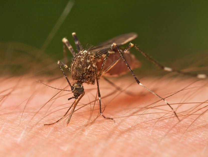 2 Desktop Tools And 9 High Frequency Mosquito Sounds [ Download ]