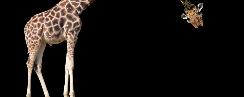 giraffe Dual Screen Monitor HD Wallpaper