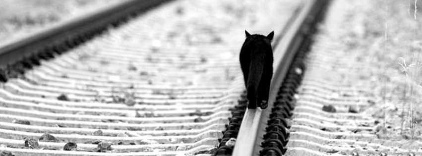 alone black cat facebook cover