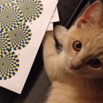Amazing Cat Optical Illusion Pictures, Puzzles, Photos and More