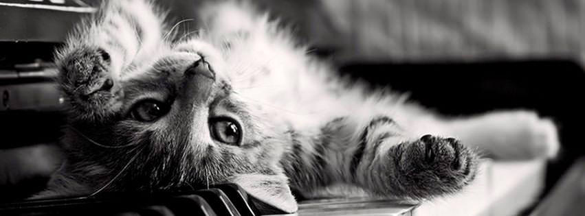 100 Cute Cat & Kitten Cover Photo for Facebook Timeline