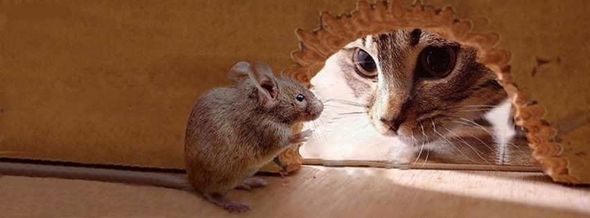 Cat Mouse Facebook Cover