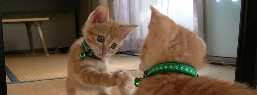 funny cat wallpaper facebook timeline cover