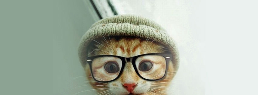 hipster kitten