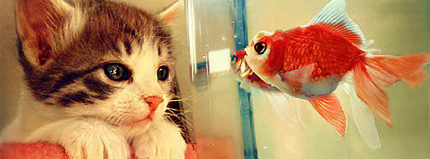 kitten and fish