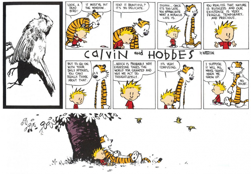 calvin hobbes bird meaning of life and death