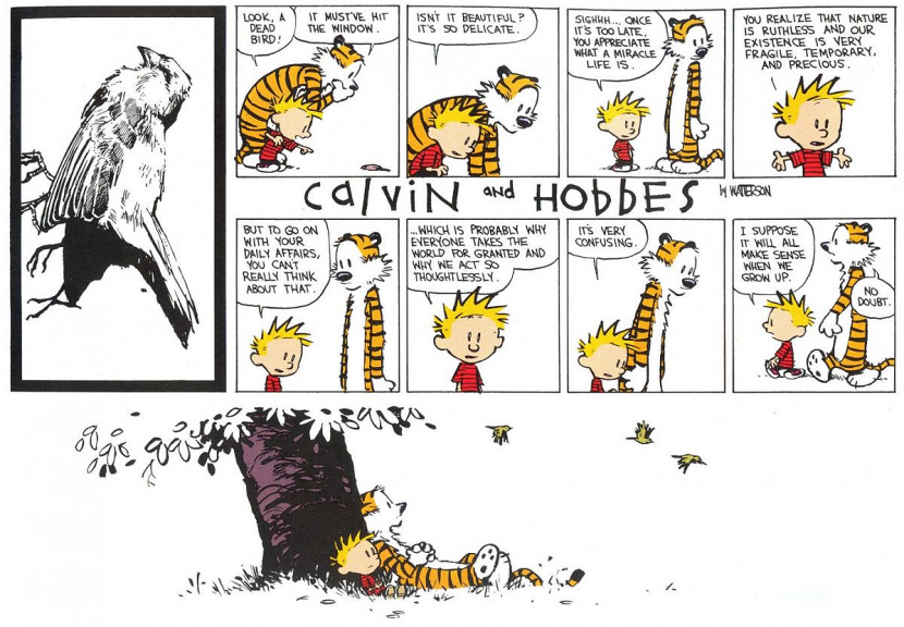  calvin hobbes oiseau signification de la vie et de la mort 