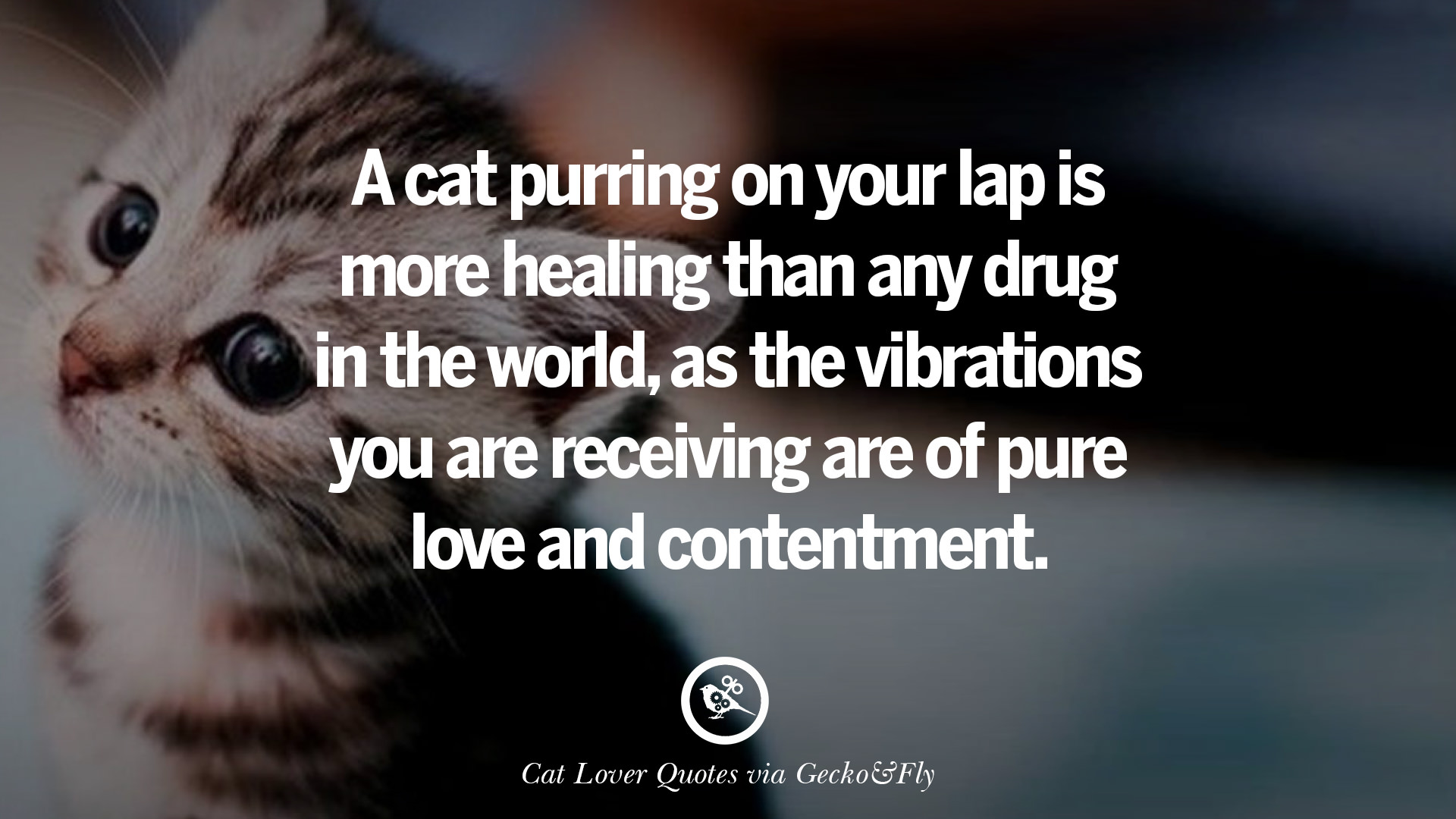A cat purring on your lap is more healing than any in the world as the vibrations you are receiving are of pure love and contentment