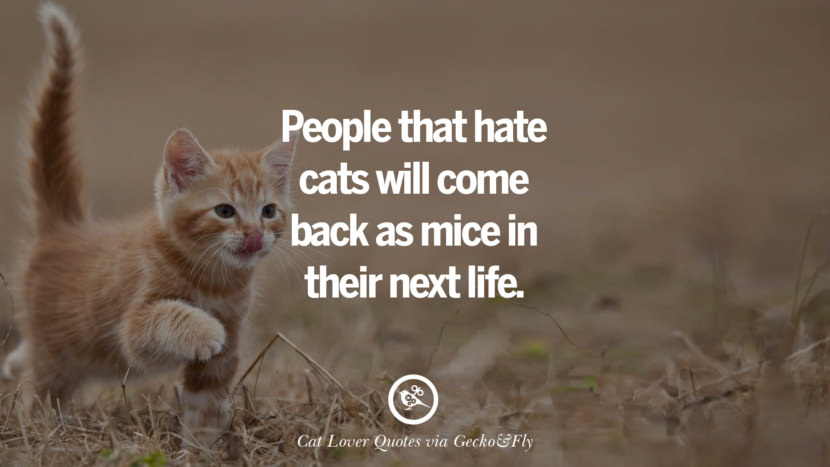 People that hate cats will come back as mice in their next life. Cute Cat Images With Quotes For Crazy Cat Ladies, Gentlemen And Lovers