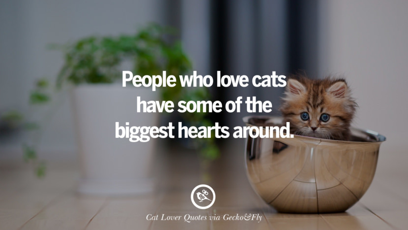 People who love cats have some of the biggest hearts around. Cute Cat Images With Quotes For Crazy Cat Ladies, Gentlemen And Lovers