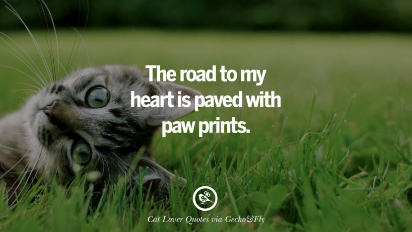 25 Cute Cat Images With Quotes For Crazy Cat Ladies, Gentlemen And Lovers