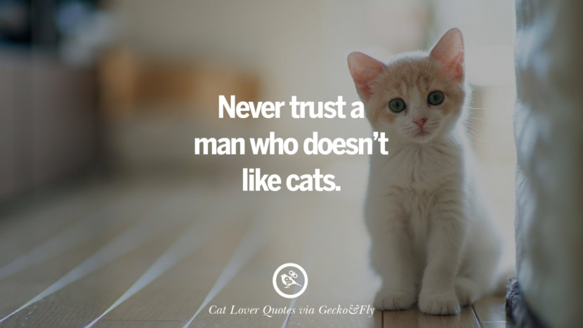 25 Cute Cat Images With Quotes For Crazy Cat Ladies 