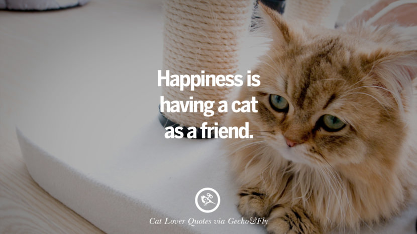 happiness is having a cat as a friend. Cute Cat Images With Quotes For Crazy Cat Ladies, Gentlemen And Lovers