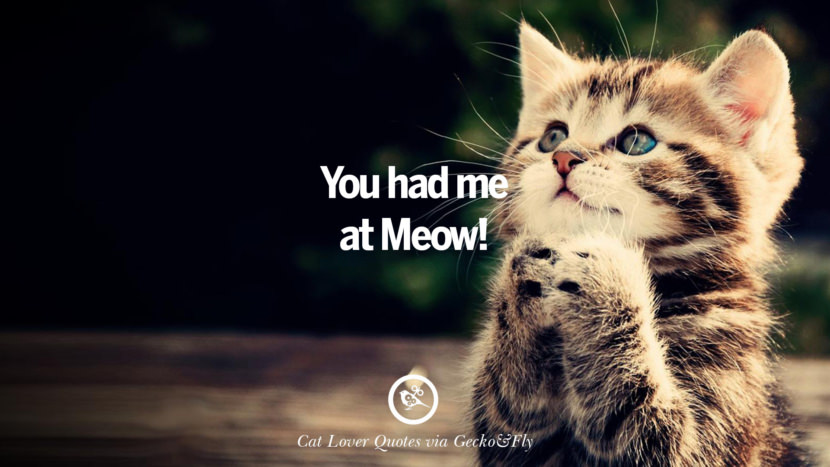 25 Cute  Cat  Images With Quotes  For Crazy Cat  Ladies 