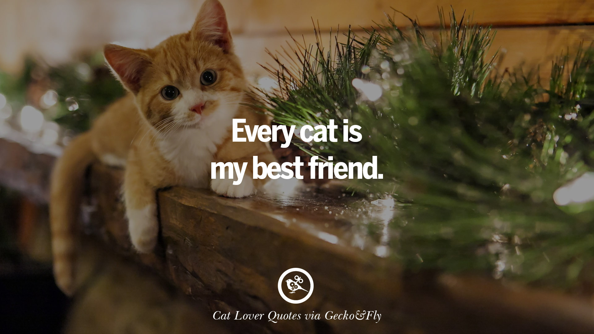 25 Cute Cat Images With Quotes For Crazy Cat Ladies ...